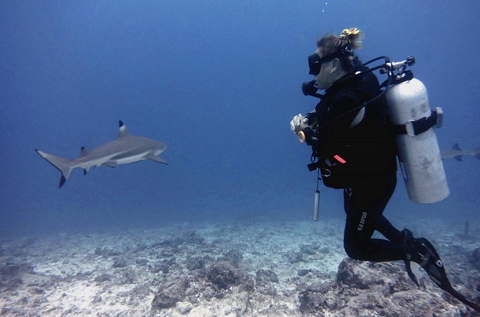 2 Tank (1 Day) Guided Diving for Certified Divers - Denarau Marina - What the first underwater session is like