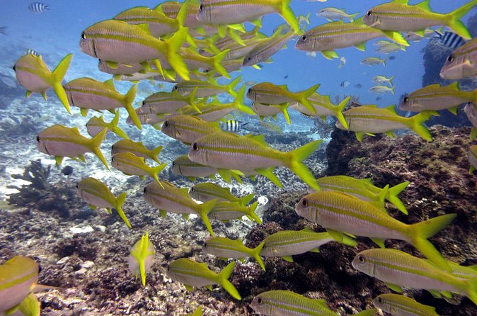 2 Tank (1 Day) Guided Diving for Certified Divers - Denarau Marina - Weather, timing, and cancellation details