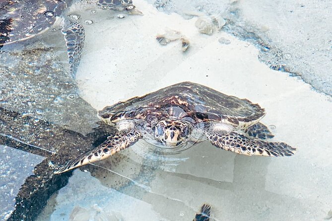 Beachcomber Island Day Trip Fiji's Authentic Island Experience - Who should book this Beachcomber day trip?
