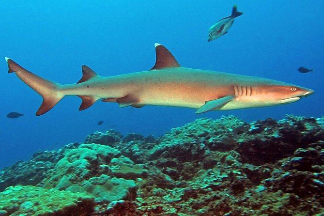 Certified Scuba Diving with Whitetip Marine Adventures team - Second session: reefs again or the Salamander wreck