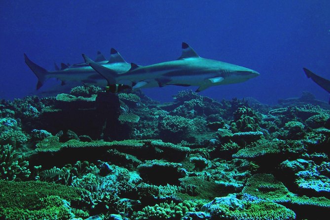 Certified Scuba Diving with Whitetip Marine Adventures team - The crew’s style and the role of instructor Wise