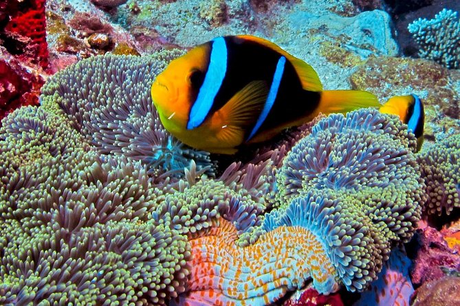Certified Scuba Diving with Whitetip Marine Adventures team - What is included, and what you should bring