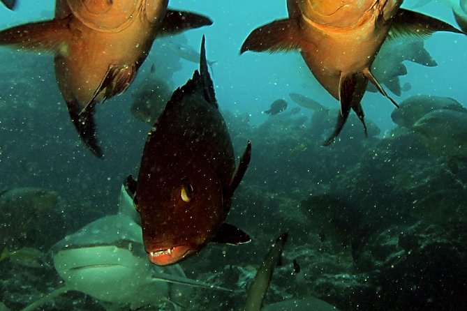 Certified Scuba Diving with Whitetip Marine Adventures team - The wildlife is a highlight, but nature sets the terms