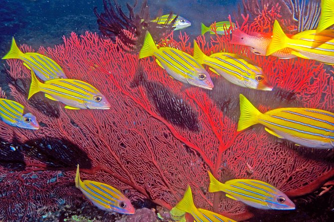 Certified Scuba Diving with Whitetip Marine Adventures team - Weather, cancellation, and practical limits