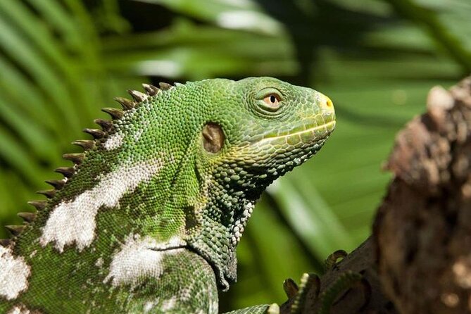 "Discover Fiji's Hidden Gems: Eco Park, Pottery Village & Dunes!" - What the $88.90 price really covers