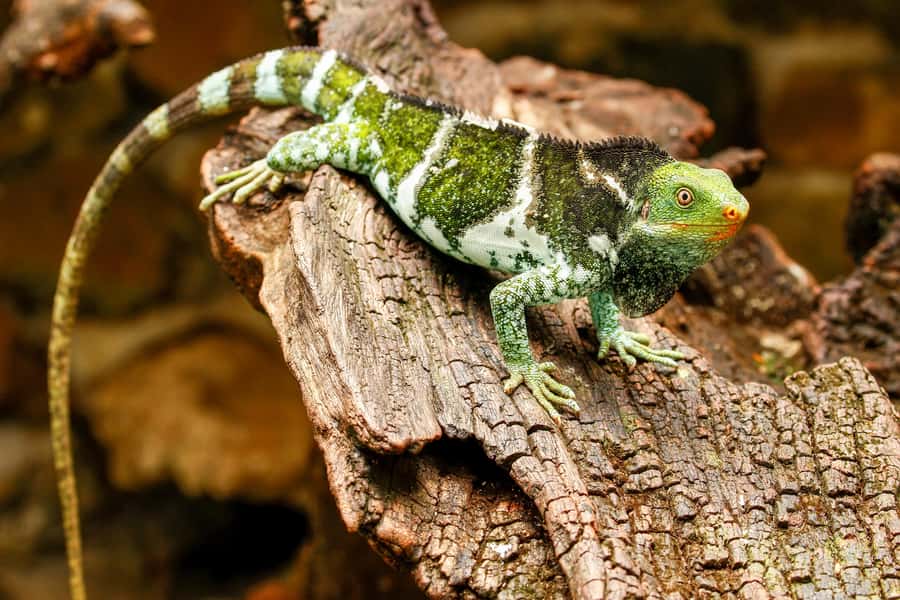 Discover Fijian Culture and Reptiles - Lawai Pottery Village and its kava welcome