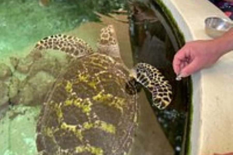 Discover Fijian Culture and Reptiles - Shri Radha Krishna Temple in Sigatoka