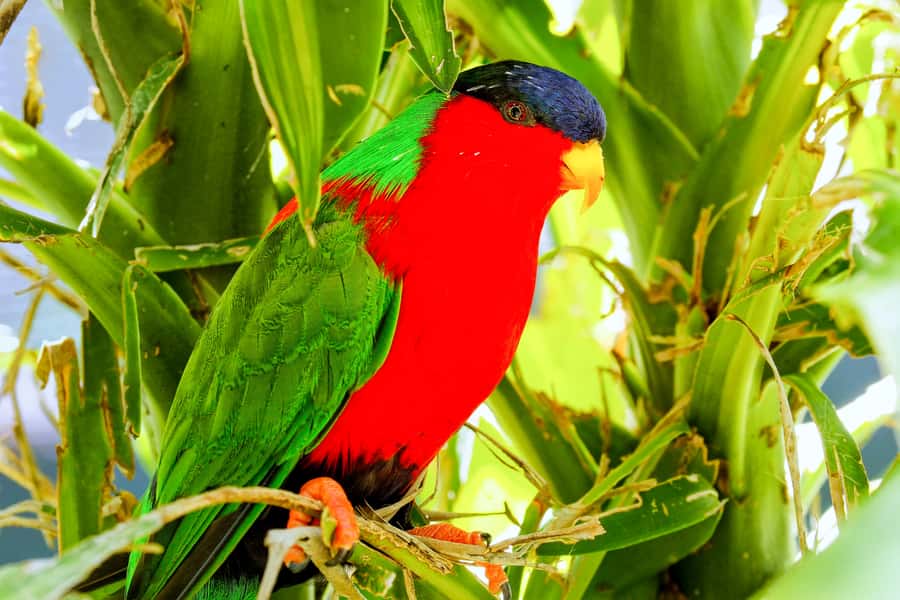 Discover Fijian Culture and Reptiles - Sigatoka market and a practical lunch break
