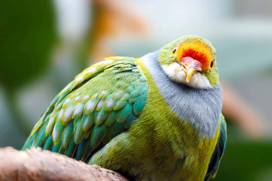 Discover Fijian Culture and Reptiles - Two hours among the Sigatoka Sand Dunes