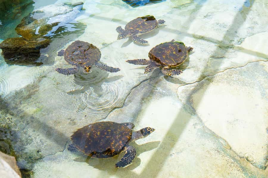 Fiji: Beachcomber Island Day Cruise with Snorkelling - Timing, clothing, and small practical matters