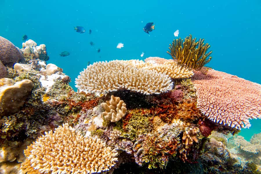 Fiji: Captain Cook Cruises - Island & Reef Day Trip - Kayaks, paddleboards, hammocks and beach time
