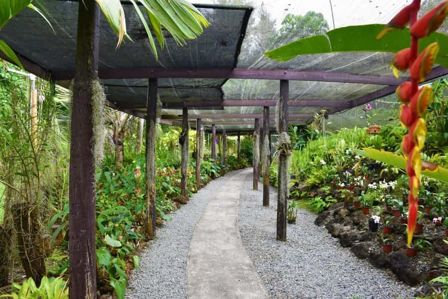 Fiji: Discover Nadi with Sabeto Hotspring and Mudpool Tour - Orchids and tropical plants at the Garden of the Sleeping Giant