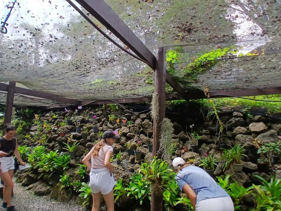 FIJI: Garden of the Sleeping Giant Tour - Lily ponds, forest paths, and the lookout