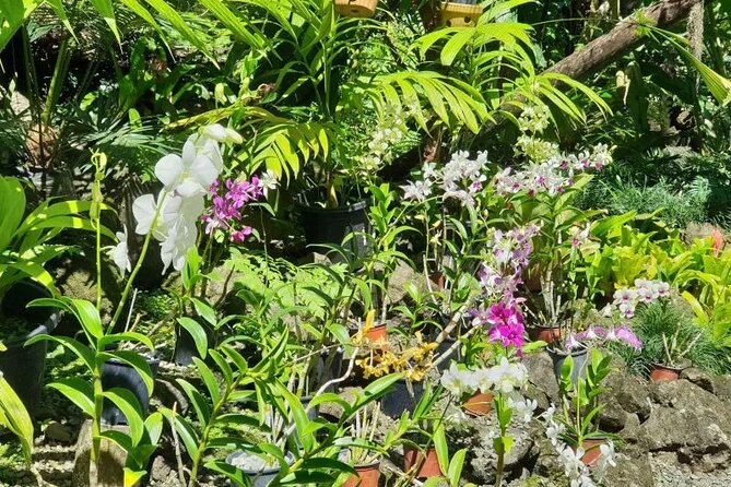 Fiji Lautoka Shore Excursions Tour - Booking, weather, and cancellation details