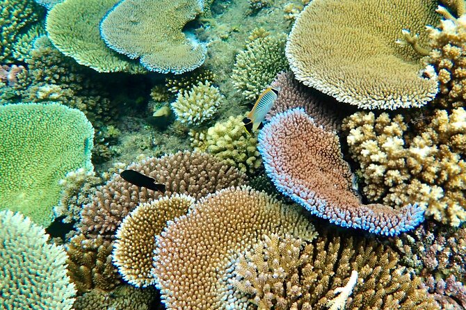Fiji’s Best Dolphins tour and Snorkeling Adventure - Launching from Golden Point