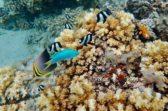 Fiji’s Best Dolphins tour and Snorkeling Adventure - Hand-line fishing with a Fijian touch