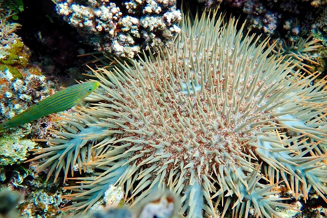Fiji’s Best Dolphins tour and Snorkeling Adventure - Snorkeling over coral and reef fish