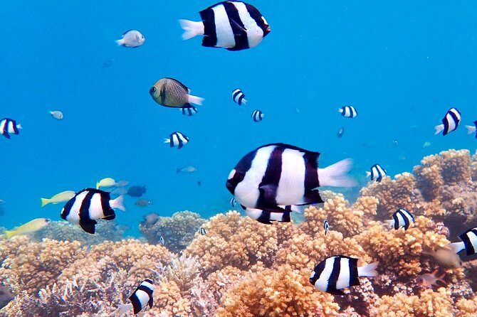 Fiji’s Best Dolphins tour and Snorkeling Adventure - Playing on the temporary sandbar