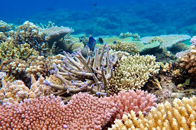 Fiji’s Best Dolphins tour and Snorkeling Adventure - Who will enjoy this full-day outing