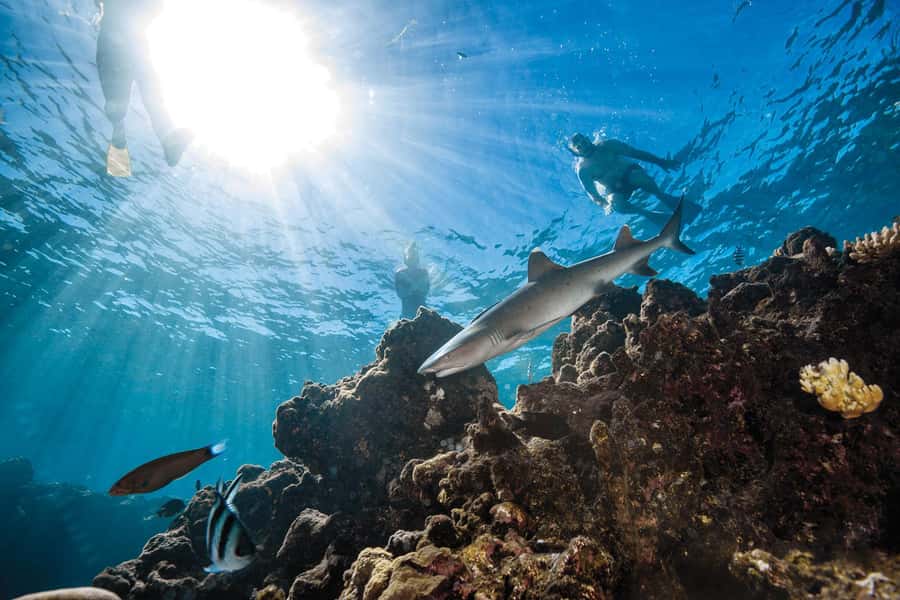 Fiji: Ultimate Encounters Snorkel with Sharks and Lunch - Meeting the Sharks Beyond Barefoot Kuata