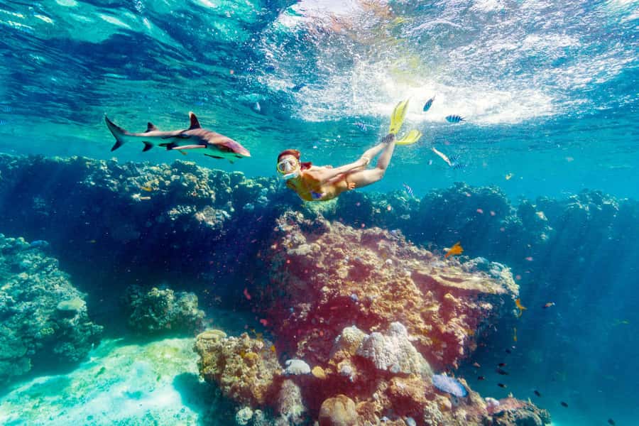 Fiji: Ultimate Encounters Snorkel with Sharks and Lunch - What the Shark Snorkel Feels Like