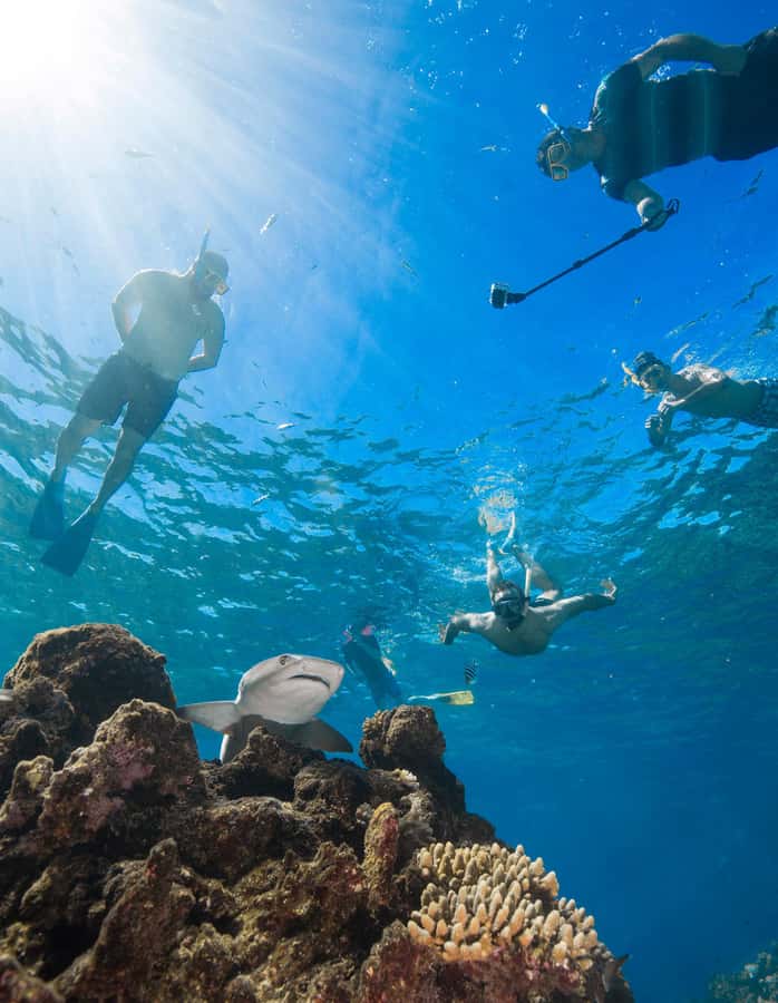 Fiji: Ultimate Encounters Snorkel with Sharks and Lunch - Who Will Enjoy This Day Most?