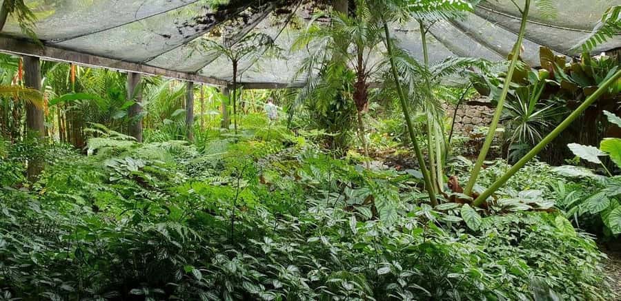 Garden of Sleeping Giant with Sabeto Hotspring Mudpool Tour - Who Will Enjoy This Most?