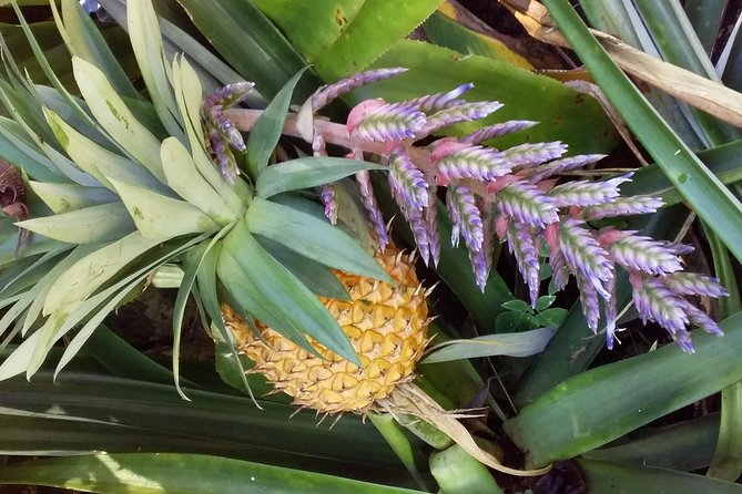 Half Day Nadi Sightseeing & Mud Pool Tour - Nadi town, handicrafts, and the Namaka produce market