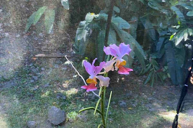 Half Day Nadi Tour Temple, Market, Gardens and Mud Pools - Why this Nadi tour works as a half-day outing