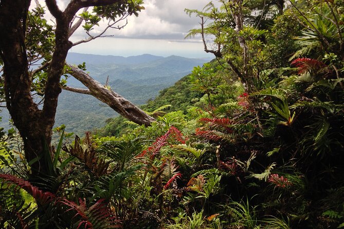 Hiking Adventure including Fiji's Highest Mountain and 3 Nights - Day two: climbing Mount Tomanivi