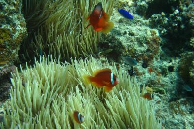 Introductory Scuba Dive experience – Whitetip Marine Adventures