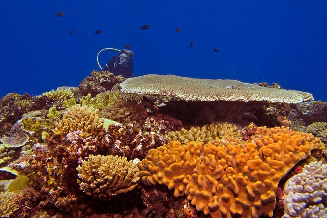 Introductory Scuba Dive experience - Whitetip Marine Adventures - Is $230.48 a fair price?