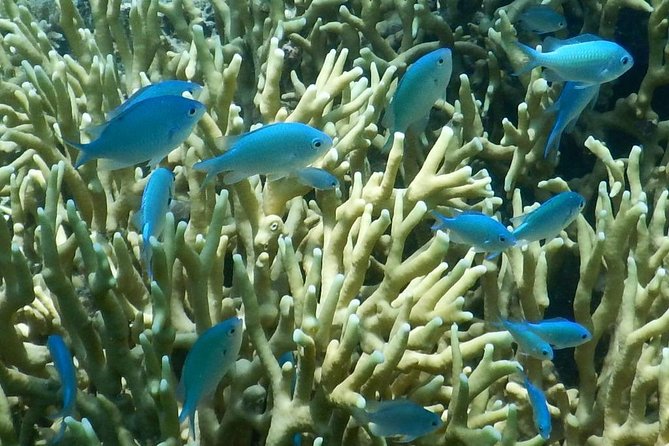 Introductory Scuba Dive experience - Whitetip Marine Adventures - Who should book this experience?