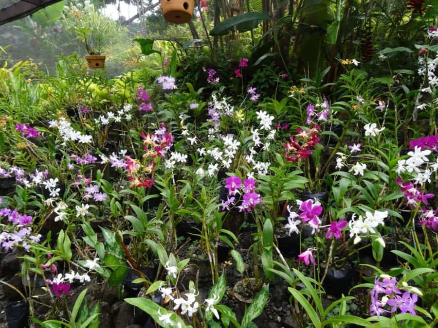 Nadi: Garden Village Hot Spring & Temple Highlights Tour - Craft shopping, Namaka Market, and the question of lunch