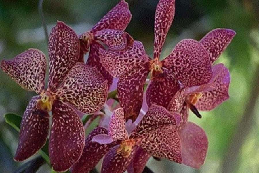 Nadi: Private Tour with Temple, Garden, Markets & Mud Pools - Walking among 2,000 orchids at the Garden of the Sleeping Giant