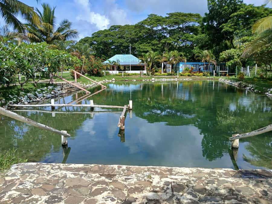 NADI-SABETO: Exquisite Orchid Garden with Hotspring Mudpool - Who should book this Fiji half-day outing?