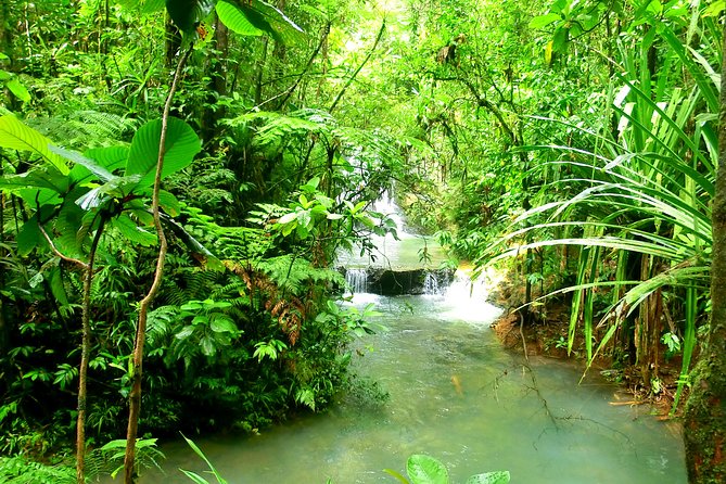 Private Suva Nature and Waterfall Tour - A rainforest walk with a human touch