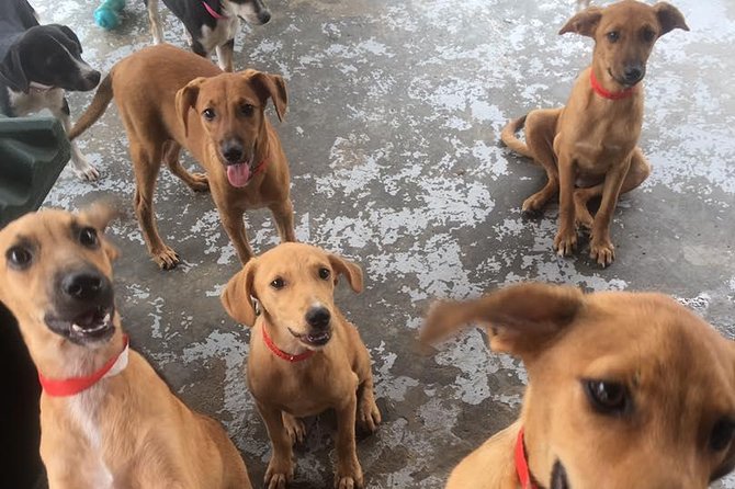Shelter Visit & Tour - Meeting the puppies, kittens, dogs, and cats