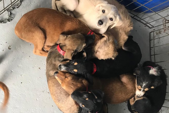 Shelter Visit & Tour - How the timing and group size shape the visit