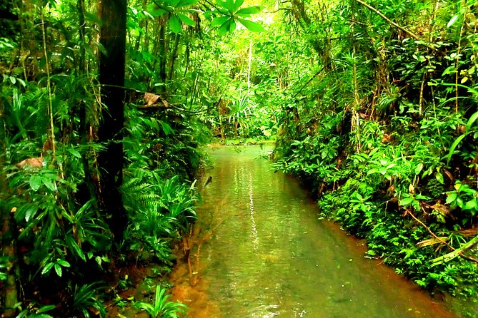 Suva Customized tour- Private - How the private format affects the experience