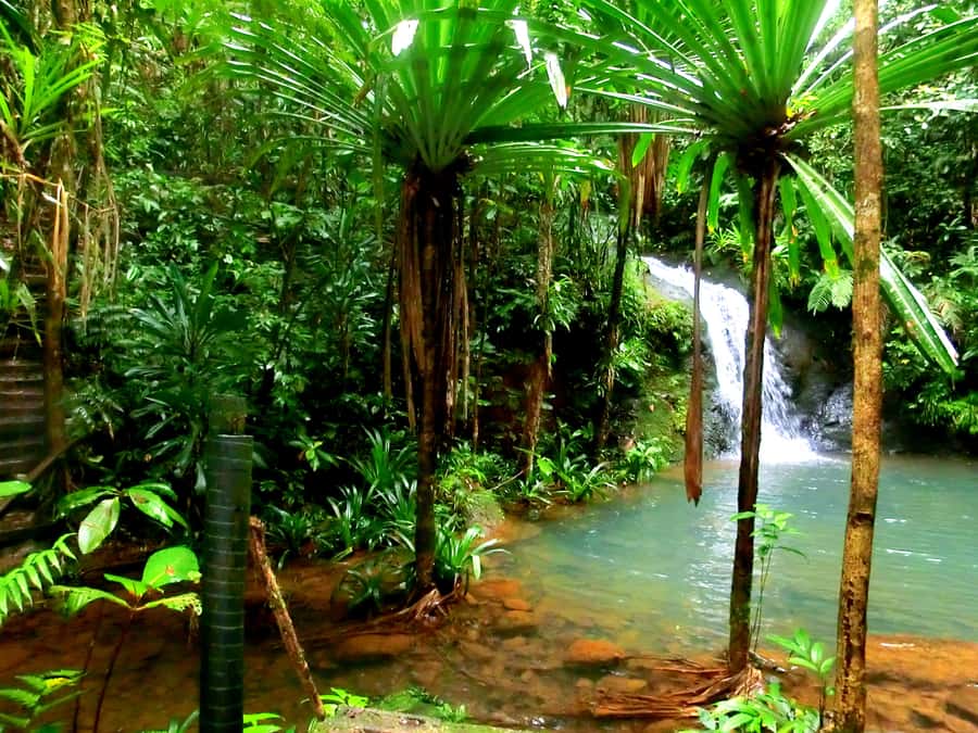 Suva: Fijian Nature and Waterfall Tour - Waisila Falls and the natural swimming pools