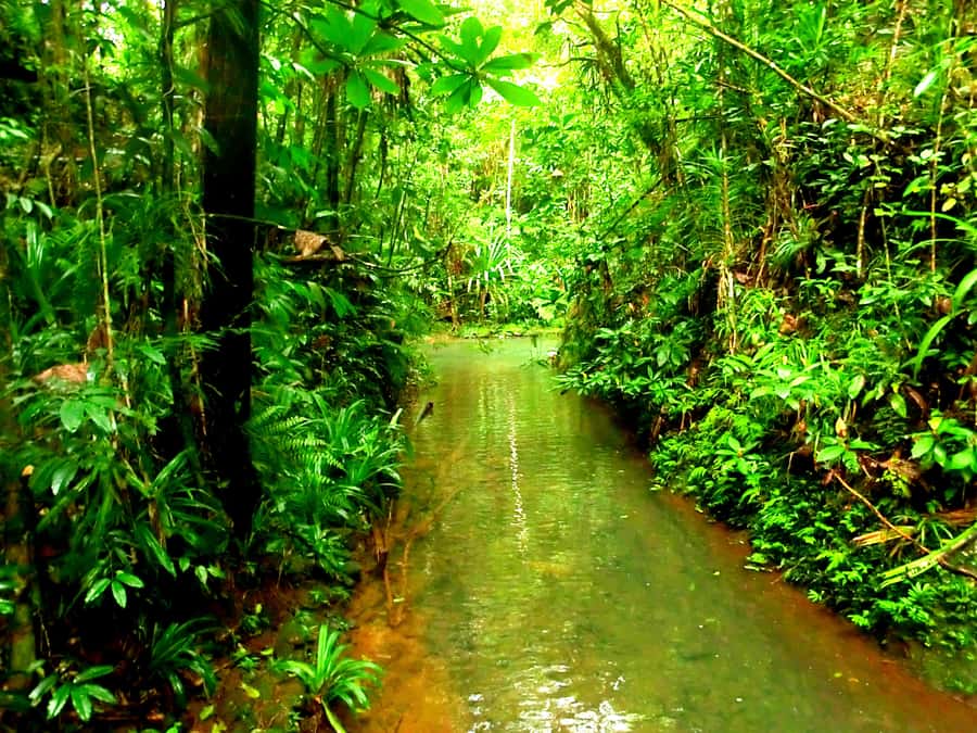 Suva: Fijian Nature and Waterfall Tour - Why the private format is useful