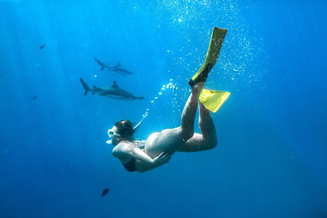 Ultimate Encounter Snorkel with Sharks in Fiji - Kuata Island turns a shark trip into a full-day outing
