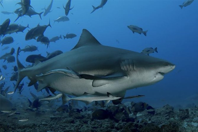 Ultimate Shark Encounter Two Tank Dive at The World Famous Beqa Lagoon - Key details to know before booking