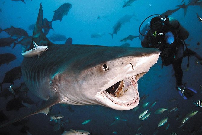 Ultimate Shark Encounter Two Tank Dive at The World Famous Beqa Lagoon - Why Beqa Lagoon is famous for shark encounters